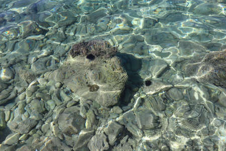 Sea urchins on rocks under water, Croatian sea coast. Transparent sea water, through which sea...