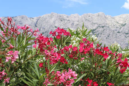 Bright red and pink oleander flowers against the backdrop of tall gray rocks and blue skyの写真素材