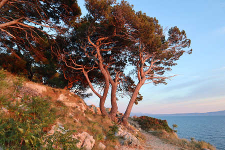 Beautiful pine trees on the seashore in the rays of the setting sun on a summer evening