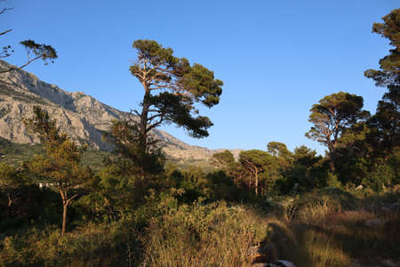 Picturesque pine tree against the background of mountains and blue sky on a sunny summer evening,...