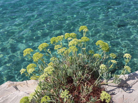 Flowers in the sea. Green flowers against the backdrop of the turquoise water of the Adriatic Sea on...