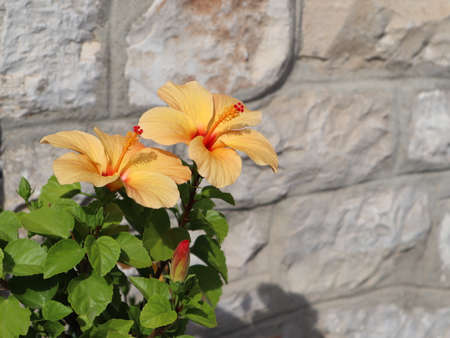 Two yellow hibiscus flowers against a gray stone wall close-upの写真素材