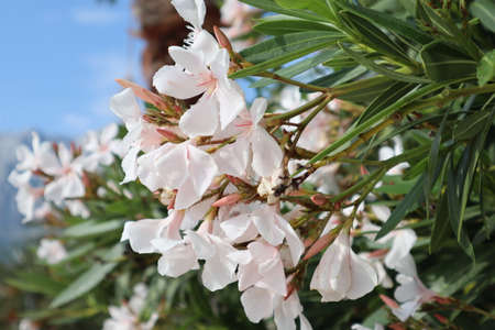 White oleander flowers in the sun against the blue sky close-up