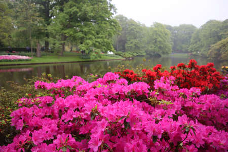 Azalea bloom close-up, delicate flowers and young green leaves against a gray sky and green trees on the lakeの写真素材