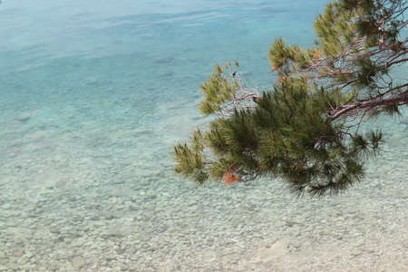 Green pine needles against the background of turquoise transparent water of the Adriatic Sea, beach...