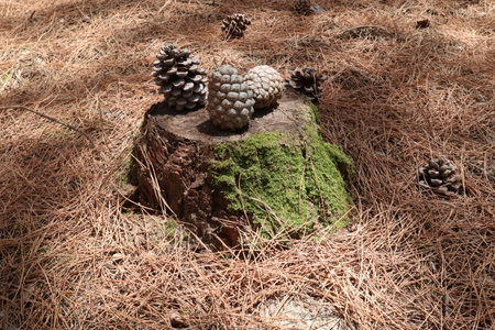 Pine cones on a picturesque stump overgrown with green moss in the pine forestの写真素材