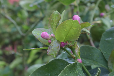 Flowers on a lemon tree among green leaves with raindrops on pink petals on a rainy day in the gardenの写真素材