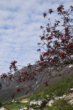 Bright flowers on the branches of a fruit tree growing on the shore of Aurlandsfjord against a blue sky with white clouds, mountains with snow on the tops on a sunny spring day. Aurlandsvangen, Norwayの写真素材