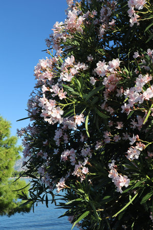 Blooming oleander bush on the Croatian coast against the sea and sky on a sunny summer day