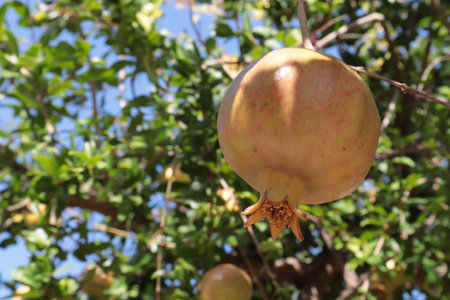 Ripe pomegranate fruit on a tree in the gardenの写真素材