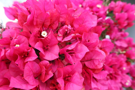 Bright pink bougainvillea flowers. Close-up