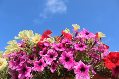 Colorful petunia flowers in a flowerpot against the blue skyの写真素材