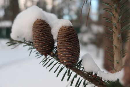 Two pine cones on the branches of a spruce covered with snowの写真素材