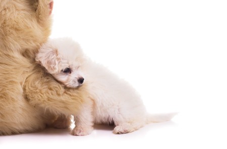 cute puppy isolated on whiteの写真素材