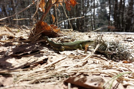 A close up of a lizard as it warms itself up after winter hibernation.の写真素材