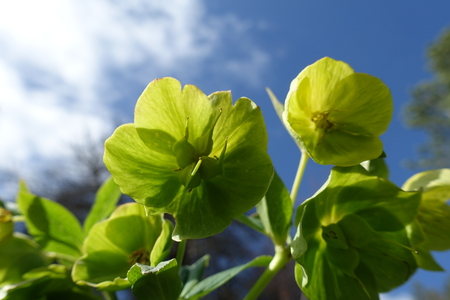 Hellebore is a Balkan endemic. The picture was taken while hiking to Avgo peak in Vovousa, Epirus,...