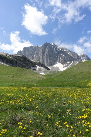 Alpine meadows â Astraka peak The ultimate spring alpine scenery. Alpine meadows with yellow wild flowers form in front of snow patched Astraka peak, Greece.の写真素材