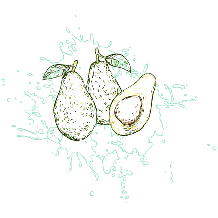 Three avocados drawn by hand against the backdrop of a splash of waterのイラスト素材