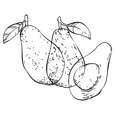 Three avocados hand drawn doodles isolatedのイラスト素材