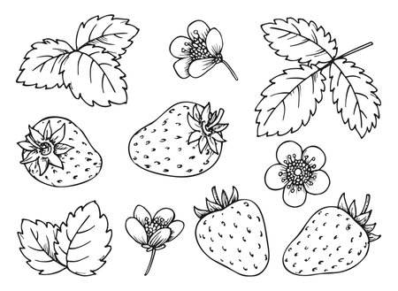 Strawberry floral elements black line set. Hand drawn berries leaves flowers for children and adult coloring book, scrapbooking, nail stamps, laser engraving, foil diy badge pins, eco tag labelのイラスト素材