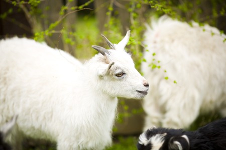A young goat grazes in a meadow.の写真素材
