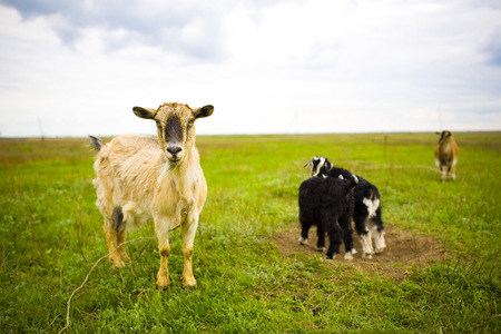 Adult red-haired goat grazing in the meadow and posing for photos.の写真素材