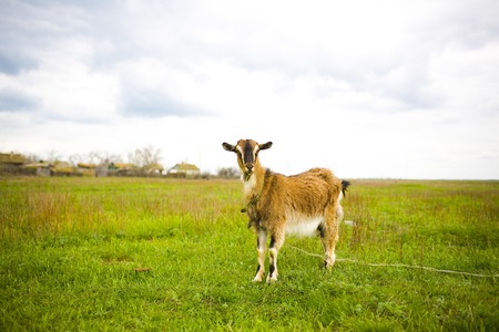 Adult red-haired goat grazing in the meadow and posing for photos.の写真素材
