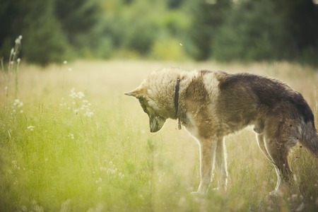 Portrait of an adult and a very intelligent dog on the nature. Mixed Shepherd and Husky.の写真素材
