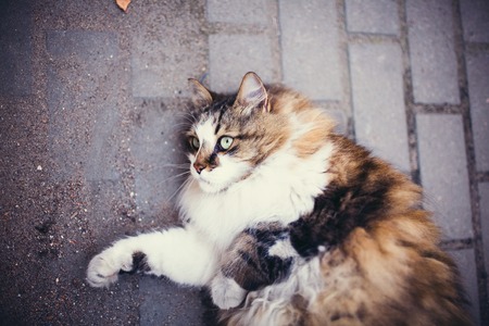 fluffy and contented cat lying on the ground.の写真素材