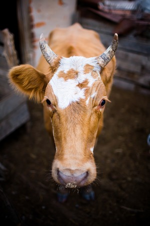 Portrait of a red cow. She looks at the camera.の写真素材