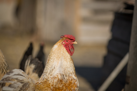Portrait black and white cock in the village.の写真素材