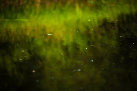 The water surface in which the coastal reeds are reflected.