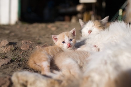 Rustic cat feeds milk from their red kitten lying on the ground.の写真素材
