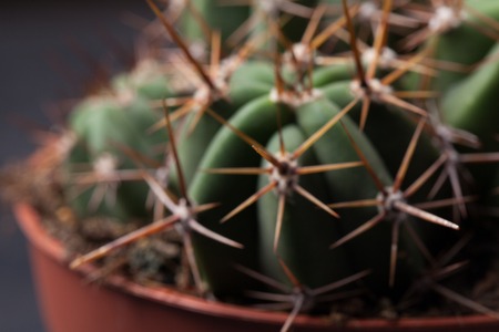 Cactus thorns close-up. Macro cactus thorns. Cactus Background.の写真素材