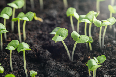 Close-up basil sprouts have sprouted in the ground.の写真素材