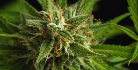Cannabis buds close-up on a dark background. A mature marijuana bush