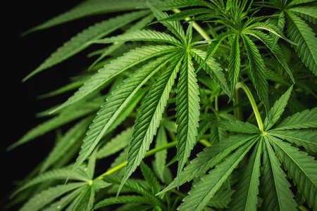 Marijuana leaves, cannabis on a dark background, beautiful background, indoor cultivationの写真素材