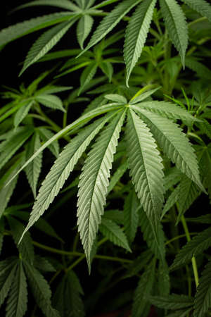 Marijuana leaves, cannabis on a dark background, beautiful background, indoor cultivationの写真素材