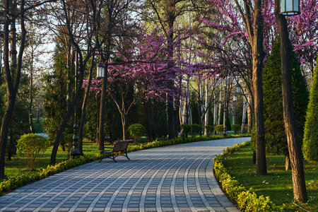 A quiet alley surrounded by flowering trees and greenery in a spring park. Spring landscape with lanterns and greeneryの写真素材