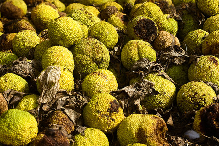 Many unripe, lumpy fruits of the orange-spotted maclura, known as Adam's apple, lie on the ground,...
