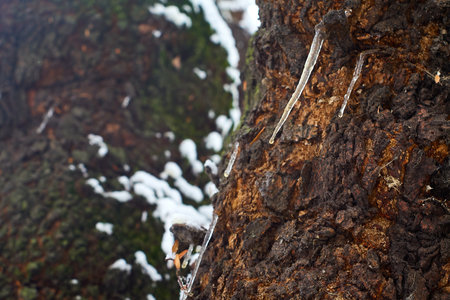 Close-up of tree bark with detailed texture. Natural shades of brown and grey, rough surface. Ideal...