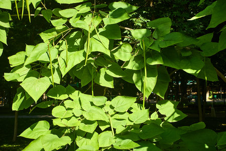 Close-up of Catalpa tree branches with large green leaves and long, pod-like fruits hanging down. The background is softly blurred with sun glare, creating a summery atmosphereの写真素材