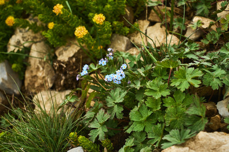 Close-up of delicate blue geranium (Geranium) among rocks. A plant of Tashkent Region's foothills and mountains, Uzbekistan, beautifying the rugged landscapeの写真素材