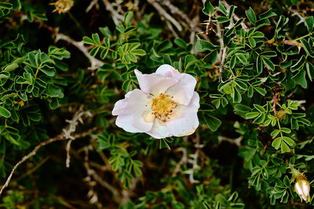 Delicate wild rose blooming among thorns on Big Chimgan slopes, Uzbekistan, July 2025の写真素材
