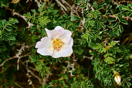 Delicate wild rose blooming among thorns on Big Chimgan slopes, Uzbekistan, July 2025の写真素材