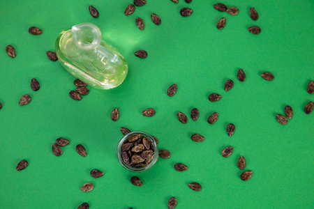 Watermelon oil from seeds in a bottle, seeds are scattered around, a jar full of seeds on a green backgroundの写真素材