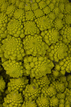 abstract green natural background, Romanesco broccoli, close-up, Backgrounds and textures.の写真素材