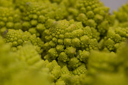 abstract green natural background, Romanesco broccoli, close-up, Backgrounds and textures.の写真素材