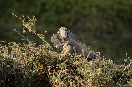iguana in the grassの写真素材
