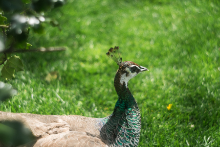 Peacock looks away from the grass backgroundの写真素材